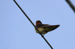Hirundo rustica
