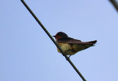Hirundo rustica
