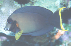 Acanthurus pyroferus