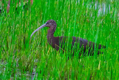 Plegadis falcinellus