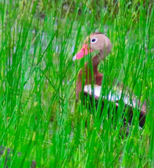 Dendrocygna autumnalis