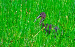 Plegadis falcinellus