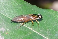Sargus bipunctatus