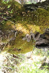 Crotalus lepidus maculosus