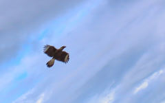 Caracara plancus