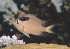 Pycnochromis atripes