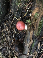 Gomphidius subroseus