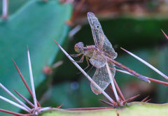 Erythrodiplax funerea