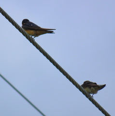 Hirundo rustica