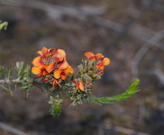 Dillwynia hispida
