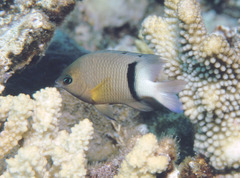 Plectroglyphidodon dickii