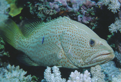 Anyperodon leucogrammicus