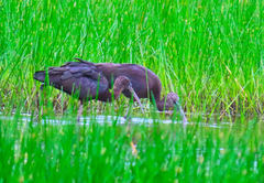 Plegadis falcinellus