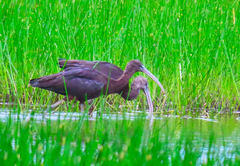 Plegadis falcinellus