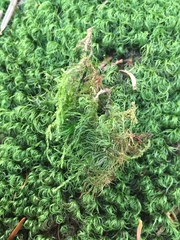 Paraleucobryum longifolium