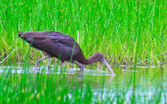 Plegadis falcinellus