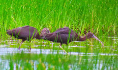 Plegadis falcinellus