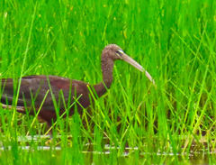 Plegadis falcinellus