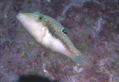 Canthigaster bennetti