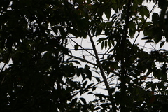 Philemon buceroides