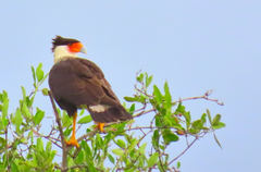 Caracara plancus
