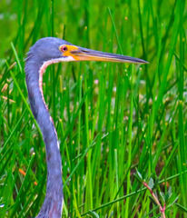 Egretta tricolor