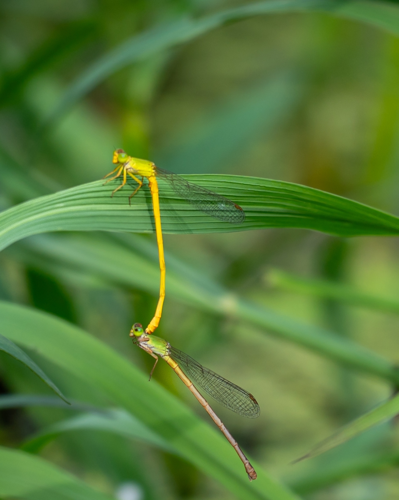 Coromandel Marsh Dart