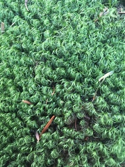 Paraleucobryum longifolium