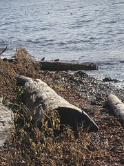 Arenaria melanocephala