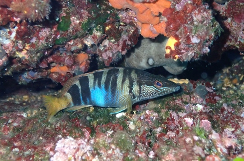 Serranus scriba