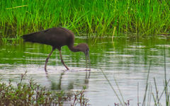 Plegadis falcinellus