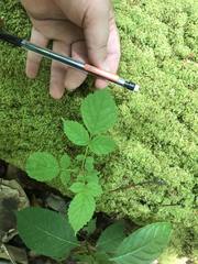 Spathodea campanulata