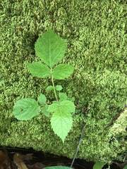 Spathodea campanulata