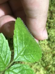 Spathodea campanulata