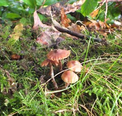 Cortinarius saturninus
