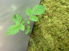 Spathodea campanulata