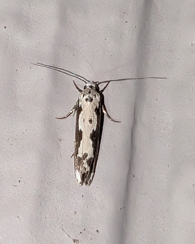 Ethmia marmorea photo 5