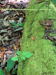 Spathodea campanulata