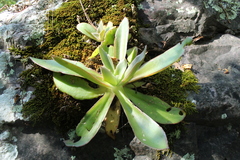 Gibbiflorae