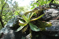 Gibbiflorae