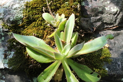 Gibbiflorae