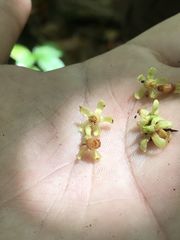 Swietenia macrophylla