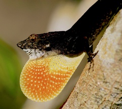 Anolis jubar oriens