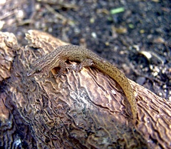 Sphaerodactylus notatus