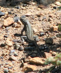 Sceloporus graciosus graciosus