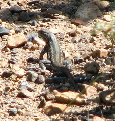 Sceloporus graciosus graciosus