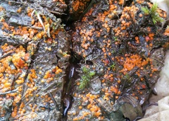 Byssonectria fusispora