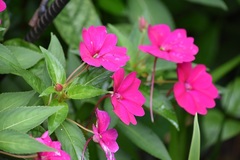 Impatiens hawkeri