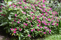 Impatiens hawkeri