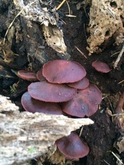 Tubaria punicea
